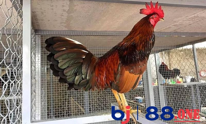 Tại sao cần cho gà đá ăn đúng giờ?