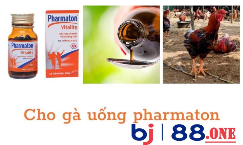 Thời điểm thích hợp để cho gà uống pharmaton trước khi đá
