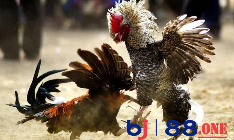 Chọn gà chiến thông qua lối đá