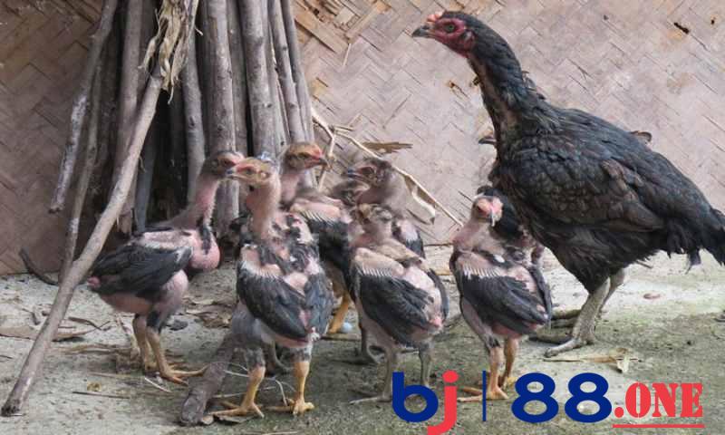 Đảm bảo điều kiện nuôi gà chọi con tốt nhất