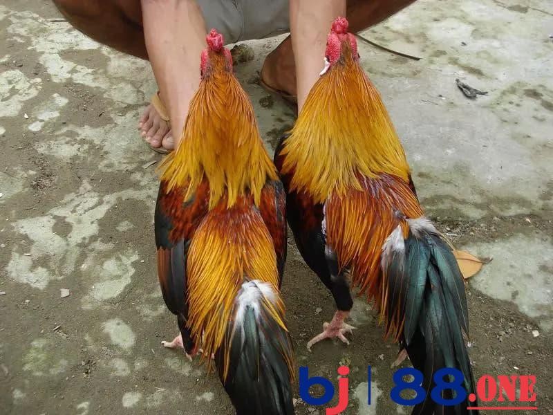 Thần kê song sinh