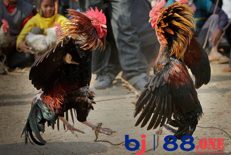 Làm sao để huấn luyện gà thường thành gà Cọp?