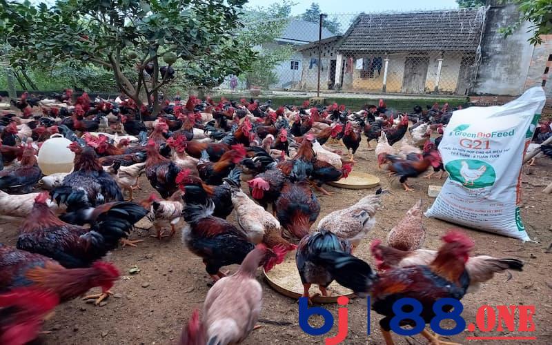 Chế độ chăm sóc nuôi dưỡng - cách nuôi gà mùa nóng