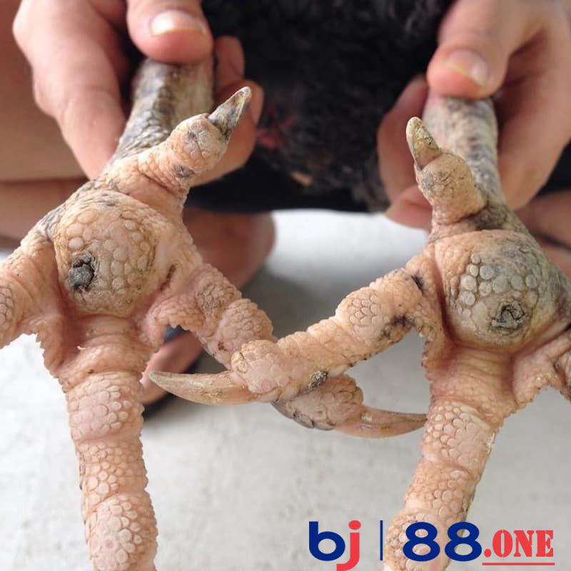 Mức độ nghiêm trọng khi gà bị bệnh lậu đế