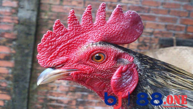 Gà đá bị bệnh tái mặt do chế độ dinh dưỡng